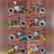 Kilka fajnych ptaków