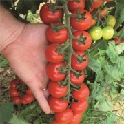 Pomidor Tudor F1 firmy ISI Sementi 4 nasiona cherry efektowne grona