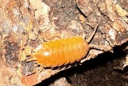 Porcellio Laevis "Orange" isopody 20+