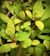 Hygrophila Sp. Quadrivalvis “Apple Red”-UNIKAT