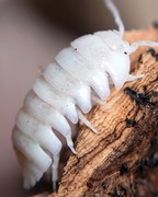 Armadillidium granulatum "White Pearl" / "White Pearl Koi", isopody, 10 szt