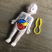 Nauka anatomii anatomia Montessori układanka 