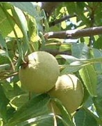 WYCIĄG, ORZECHÓWKA Z CZARNEGO ORZECHA 500 ML BEZ CUKRU. NOWOŚĆ !!!!