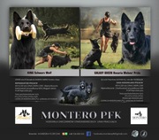 Owczarki Staroniemieckie Czarne szczeniaczki