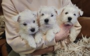 West Highland White Terrier po Championie WESTI