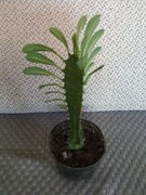Wilczomlecz trójżebrowy Euphorbia trigona około 50cm