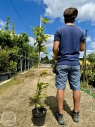 Kasztan jadalny / Castanea sativa / 140-160cm / 5l