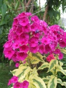 Floksy wiechowate ,płomyki -mix.kol 10n