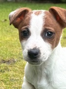 Jack Russell Terrier od # SMARTIE JACKS# piękny piesek