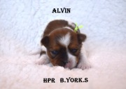 White Ocean Pearl Yorkshire Terrier Alvin