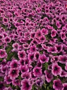 Surfinia Purple Gem