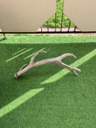 Poroże jelenia 74 cm długość 