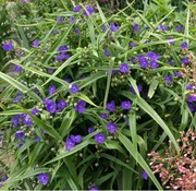 Trzykrotka andersona zupełny mix kolorów 50 nasion