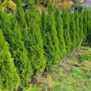 PROMOCJA, Szmaragd, 150 cm, Tuje, Thuje, Tuja, Krzewy, Thuja
