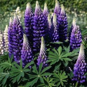 Łubin trwały ogrodowy niebieski - Blue