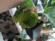 calathea orbifolia