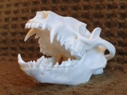 Weterynaria- czaszka jenota (Nyctereutes) - Nie czaszka lisa!