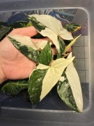 Syngonium 'Emerald Gem' variegata PIĘKNIE WYBARWIONA