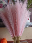Różowa  trawa pampasowa 40 sztuk 
