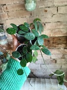 Hoya cv. Mathilde sadzonki ukorzenione 3 szt rosną