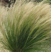 Ostnica mocna-Stipa Pony Tails