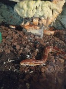 Wyposażenie terrarium kamienie wyposażenie Gady 