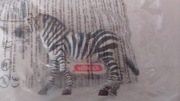 Figurka Schleich zebra samica 14810
