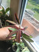 Hoya kentiana lori lyn rosnąca 