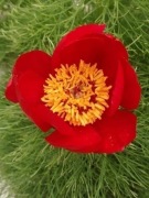 Piwonia Paeonia lithophila 