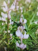 Łubin biały wąskolistny 