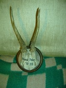 STARE  POLSKIE RÓŻKI -1939r - MYŚLISTWO !