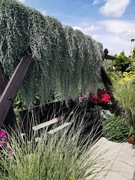 Dichondra srebrzysta 