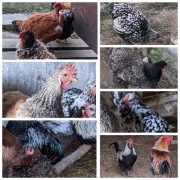 Jaja lęgowe mix ras