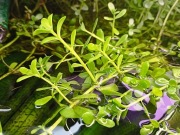 Bakopa drobnolistna (bacopa monnieri) pakiet 50 szt