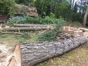 Dłużyca, świeżo ścięta sosna