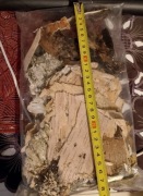 Kora Brzozowa rozpałka survival