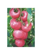 Nasiona pomidora HONEY MOON - 10 nasion