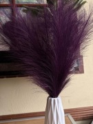 Fioletowa trawa pampasowa 20 sztuk 