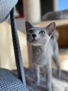 Koty Rosyjskie Niebieskie 