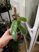 Hoya globulosa ukorzeniona 