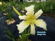 Liliowiec Heavenly Angel Ice