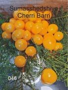 046-Sumasshedshiye Cherri Barri. Pomidory kolekcjonerskie.
