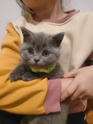 Kocięta brytyjskie krótkowłose na sprzedaż – odbiór na Mikołajki.