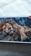 Puzzle 1000 firmy Trefl 68,3x48cm śpiacy lew