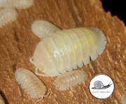 Armadillidium granulatum white pearl 10 szt isopody prosionki kulanki