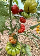 Kolekcjonerskie nasiona pomidor Costoluto Fiorentino
