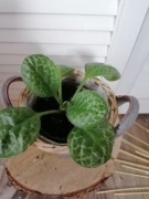 Skrętnik Pretty Turtle