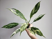 Sadzonka Spathiphyllum skrzydłokwiat diamond variegata świetne geny nr2
