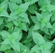 Pokrzywa Mloda 1kg Organiczny Swieza Ziele 1kg