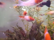 Mieczyk koi albino lira